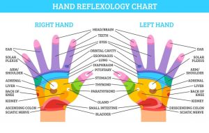 Reflexológia